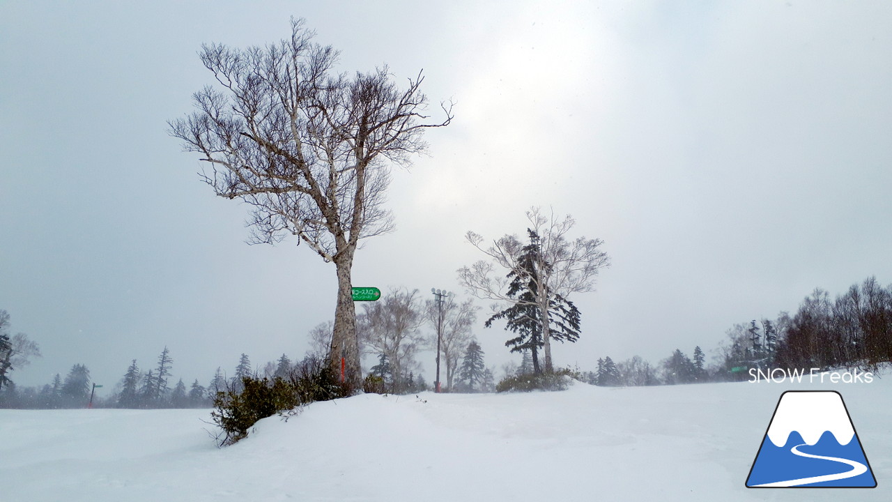 札幌国際スキー場。いよいよ厳冬期へ突入へ。冬が本気を出して来ましたよ♪